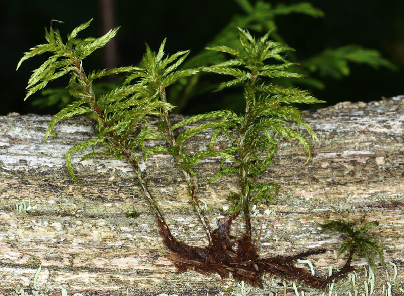 Climacium dendroides